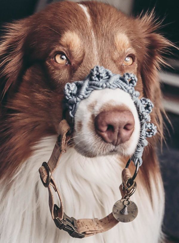 Vegan Boho Hundehalsband aus Korkleder, Makramee in Diamant Berry Knüpfmuster und mit antik messing Beschlägen
